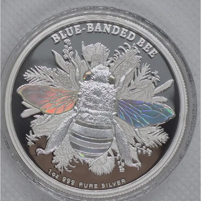 2025 Native Bees 🐝  Blue Banded