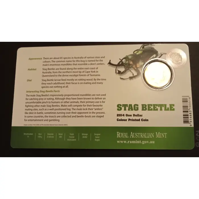 Stag Beetle